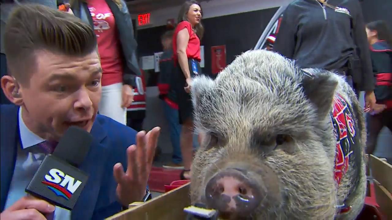 Meet Hamilton, the NHL therapy pig who is helping Carolina