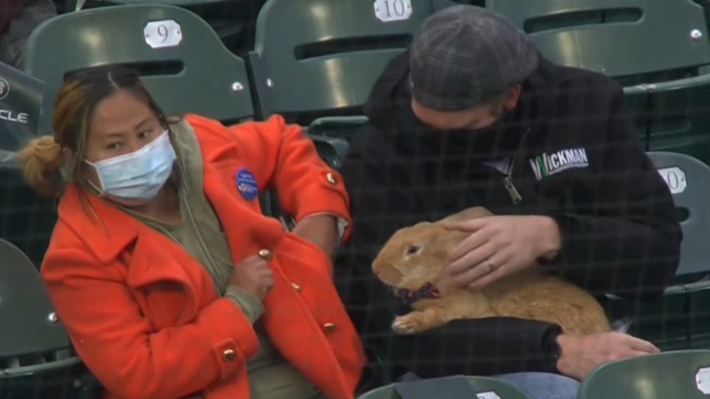 Video: Woman brings pet bunny rabbit to baseball game