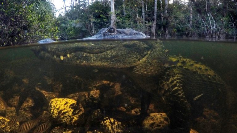 An alligator prowls the waters in the Big Cypress National Preserve in Florida. (Robert F. Bukaty/AP) 