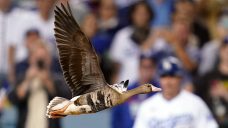 Duck, duck, goose: Bird disrupts Game 2 between Padres and Dodgers