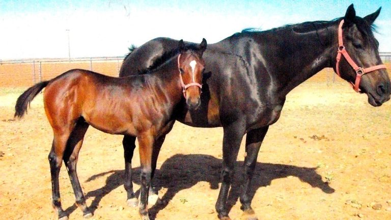 This undated image provided by Frank Sumpter, Wild On Ice, right, is shown at four months old with mare Slamitagain at Sam Stevens Horse Farm in Lamesa, Texas, in July 2020. The 3-year-old qualified for the Kentucky Derby but was euthanized on April 27 with a leg injury after working out at Churchill Downs. Wild On Ice was the first of 12 horses to die from racing or training injuries at the home of the Derby. (Frank Sumpter via AP)