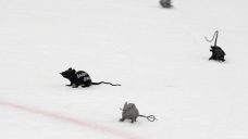 Panthers troll rat-free Alberta after Game 3 win in Edmonton