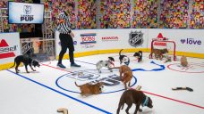 Inaugural &#8216;Stanley Pup&#8217; competition to air ahead of Game 1 of Cup Final