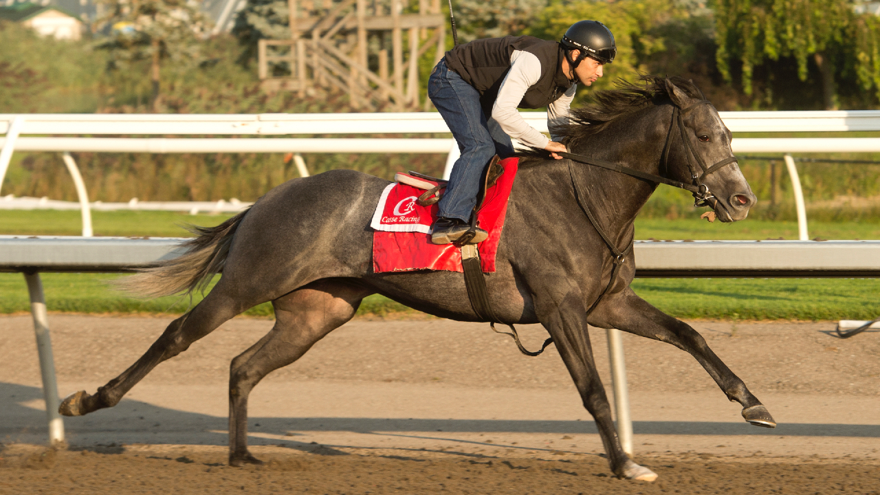 My Boy Prince to race against older horses in Woodbine Mile