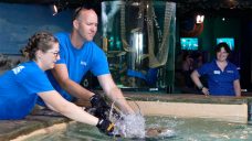 Florida Aquarium&#8217;s stingrays ride out Milton in tank at Tropicana Field